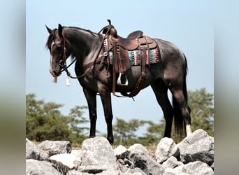 Tennessee konia, Klacz, 5 lat, 155 cm, Karodereszowata