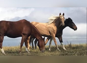 Tennessee konia, Klacz, 7 lat, 152 cm, Izabelowata
