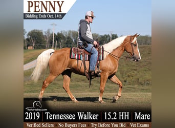 Tennessee konia, Klacz, 7 lat, 157 cm, Izabelowata
