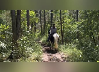 Tennessee konia, Klacz, 8 lat, 155 cm, Tobiano wszelkich maści