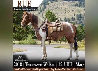 Tennessee konia, Klacz, 8 lat, 160 cm, Tobiano wszelkich maści