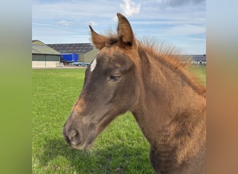 Tennessee konia, Klacz, Źrebak (08/2025), Ciemnokasztanowata