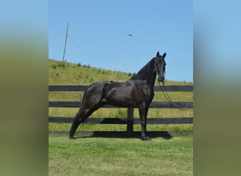 Tennessee konia, Wałach, 10 lat, 152 cm, Kara