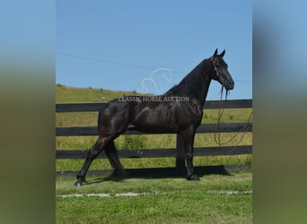 Tennessee konia, Wałach, 10 lat, 152 cm, Kara