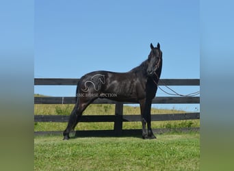 Tennessee konia, Wałach, 10 lat, 152 cm, Kara