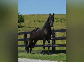 Tennessee konia, Wałach, 10 lat, 152 cm, Kara