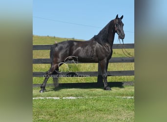 Tennessee konia, Wałach, 10 lat, 152 cm, Kara