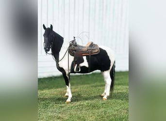 Tennessee konia, Wałach, 10 lat, 152 cm, Tobiano wszelkich maści
