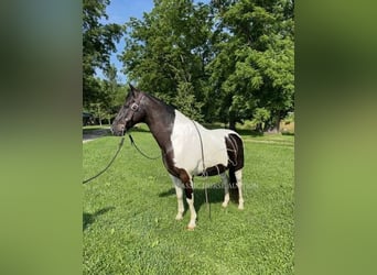 Tennessee konia, Wałach, 10 lat, 152 cm, Tobiano wszelkich maści