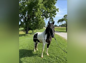 Tennessee konia, Wałach, 10 lat, 152 cm, Tobiano wszelkich maści