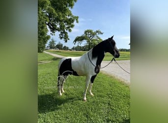 Tennessee konia, Wałach, 10 lat, 152 cm, Tobiano wszelkich maści