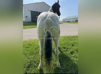 Tennessee konia, Wałach, 10 lat, 152 cm, Tobiano wszelkich maści