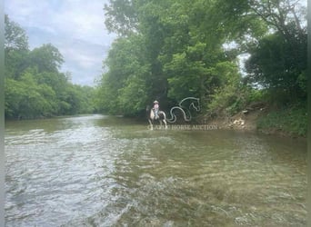 Tennessee konia, Wałach, 10 lat, 152 cm, Tobiano wszelkich maści