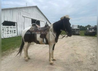 Tennessee konia, Wałach, 10 lat, 152 cm, Tobiano wszelkich maści