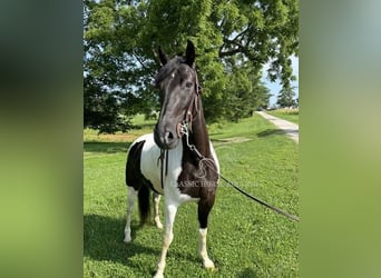 Tennessee konia, Wałach, 10 lat, 152 cm, Tobiano wszelkich maści