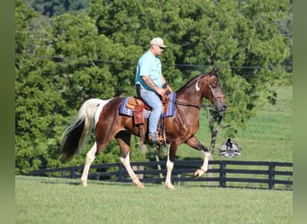 Tennessee konia, Wałach, 10 lat, 152 cm, Tobiano wszelkich maści