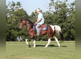 Tennessee konia, Wałach, 10 lat, 152 cm, Tobiano wszelkich maści