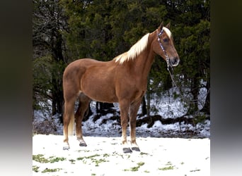 Tennessee konia, Wałach, 10 lat, 155 cm, Cisawa