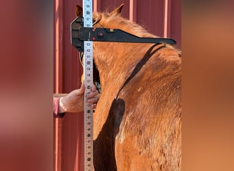 Tennessee konia, Wałach, 10 lat, 160 cm, Cisawa