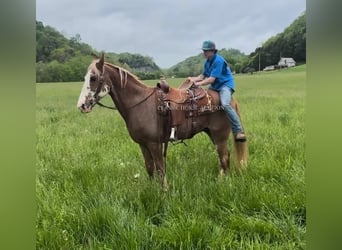 Tennessee konia, Wałach, 10 lat, 163 cm, Gniada