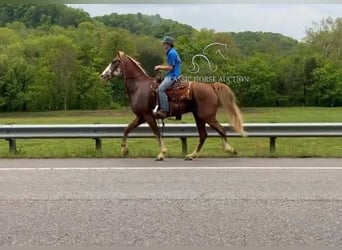 Tennessee konia, Wałach, 10 lat, 163 cm, Gniada