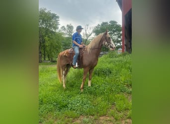 Tennessee konia, Wałach, 10 lat, 163 cm, Gniada