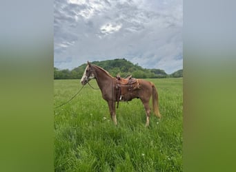Tennessee konia, Wałach, 10 lat, 163 cm, Gniada
