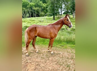 Tennessee konia, Wałach, 11 lat, 142 cm, Cisawa