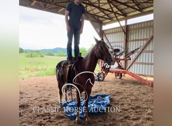 Tennessee konia, Wałach, 11 lat, 142 cm, Cisawa