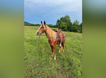Tennessee konia, Wałach, 11 lat, 142 cm, Cisawa