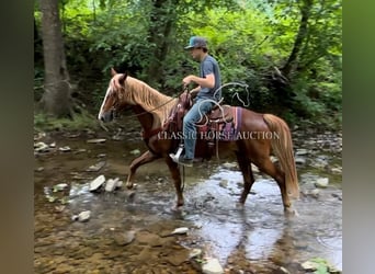 Tennessee konia, Wałach, 11 lat, 142 cm, Cisawa