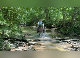 Tennessee konia, Wałach, 11 lat, 142 cm, Tobiano wszelkich maści