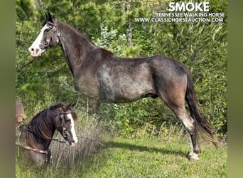 Tennessee konia, Wałach, 12 lat, 152 cm, Kara