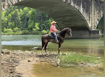 Tennessee konia, Wałach, 12 lat, 152 cm, Kara