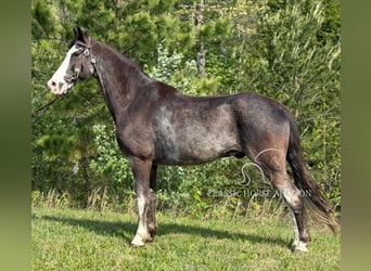 Tennessee konia, Wałach, 12 lat, 152 cm, Kara