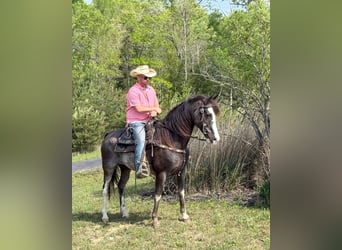 Tennessee konia, Wałach, 12 lat, 152 cm, Kara