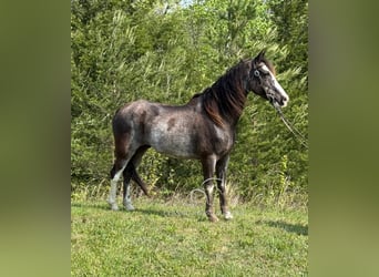 Tennessee konia, Wałach, 12 lat, 152 cm, Kara