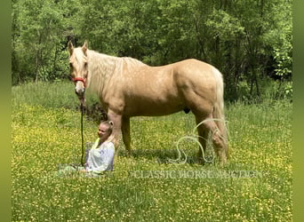 Tennessee konia, Wałach, 13 lat, 163 cm, Izabelowata