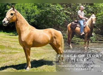 Tennessee konia, Wałach, 14 lat, 152 cm, Izabelowata