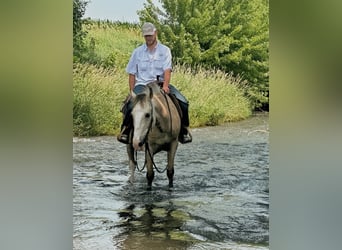 Tennessee konia, Wałach, 15 lat, 152 cm, Jelenia
