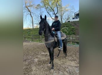 Tennessee konia, Wałach, 2 lat, 142 cm, Karodereszowata