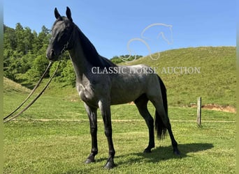 Tennessee konia, Wałach, 2 lat, 142 cm, Karodereszowata