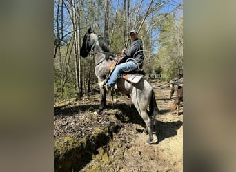 Tennessee konia, Wałach, 2 lat, 142 cm, Karodereszowata