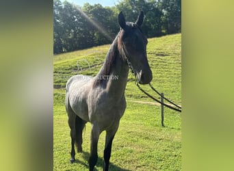 Tennessee konia, Wałach, 2 lat, 142 cm, Karodereszowata