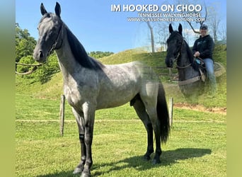 Tennessee konia, Wałach, 2 lat, 142 cm, Karodereszowata