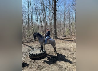 Tennessee konia, Wałach, 2 lat, 142 cm, Karodereszowata