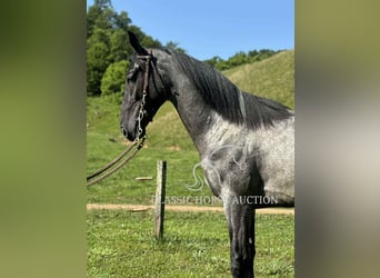 Tennessee konia, Wałach, 2 lat, 142 cm, Karodereszowata