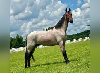 Tennessee konia, Wałach, 2 lat, 152 cm, Gniada