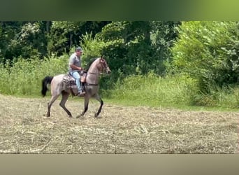 Tennessee konia, Wałach, 2 lat, 152 cm, Gniada