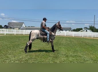 Tennessee konia, Wałach, 2 lat, 152 cm, Gniada